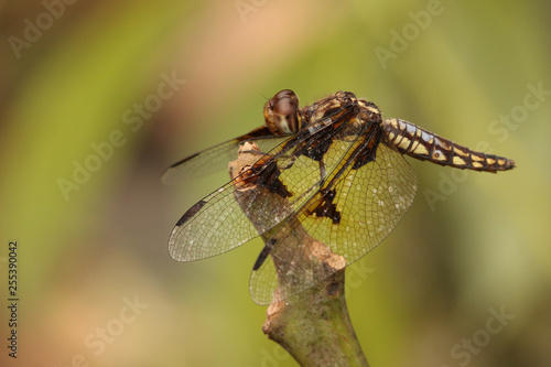 The four-spotted chaser, known in North America as the four-spotted skimmer. A common dragonfly species in its natural habitat.