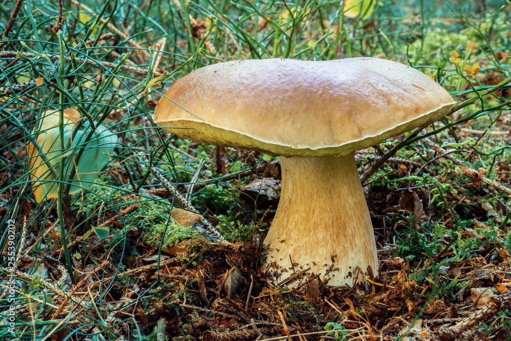 Fototapeta premium Edible Mushroom Boletus Edulis in Forest