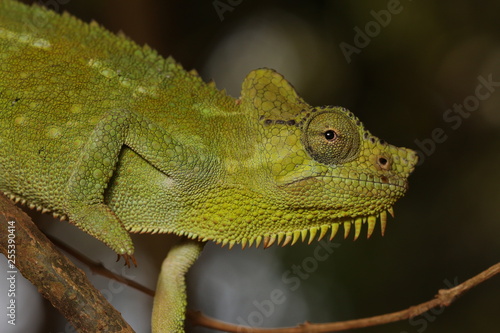 Male of the von Höhnel's chameleon, also known as the helmeted or the high-casqued chameleon. The species is endemic to eastern Africa.