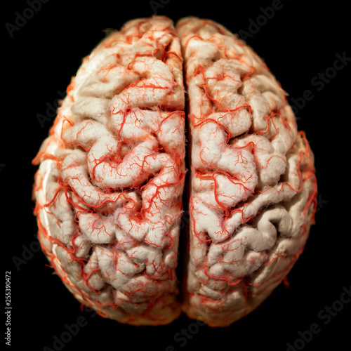 Obraz na plátně Human brain closeup