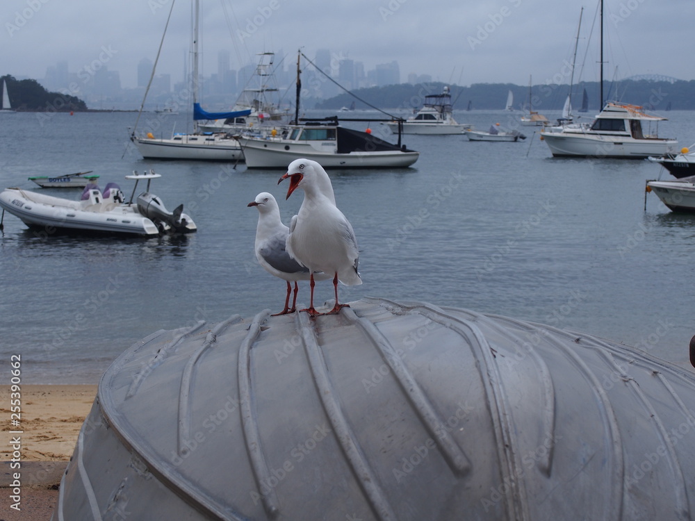 Obraz premium seagulls (Silver gull) and boats, sydney harbor