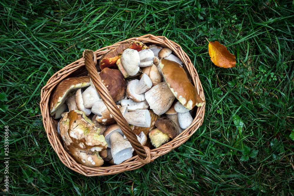 Top View Edible Fresh Mushrooms - Boletus Edulis in Basket on Grass in Forest Top View Edible Fresh Mushrooms - Boletus Edulis in Basket on Grass in Forest