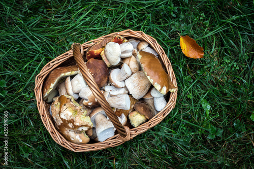 Top View Edible Fresh Mushrooms - Boletus Edulis in Basket on Grass in Forest