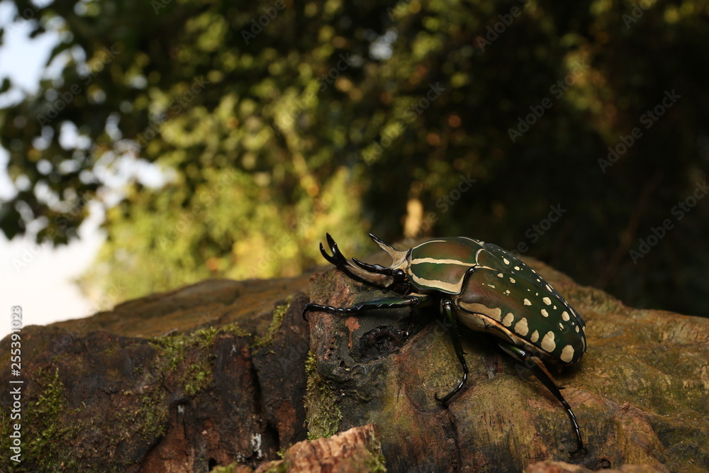 Mecynorhina polyphemus in its natural environment. A large scarab beetle found in dense tropical African forests. It is a frequent feeder on fruits and sap flows from tree wounds. Mecynorhina polyphemus in its natural environment. A large scarab beetle found in dense tropical African forests. It is a frequent feeder on fruits and sap flows from tree wounds.
