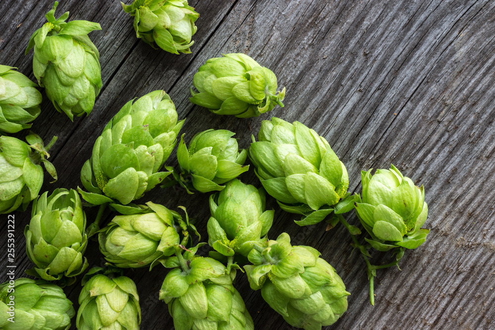 Raw Green Hop Plants on Wooden Background