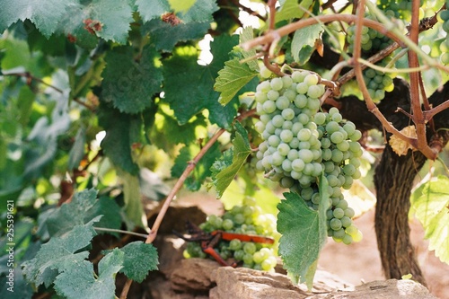 Grape harvest to make wine in a vineyard in Ourense, Galicia, Spain.