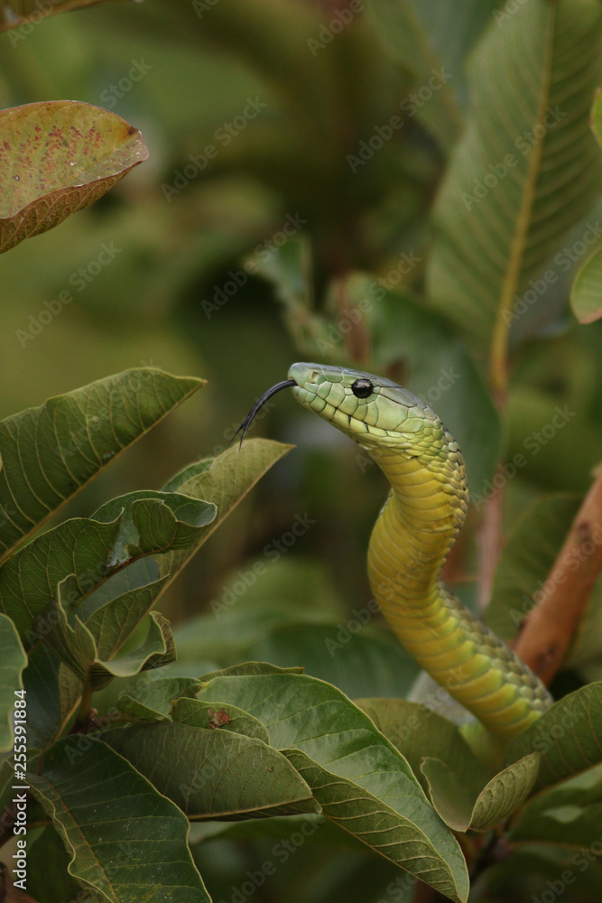 Jamesons green mamba hiding in the vegetation. A highly venomous ...