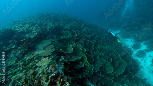 Massive coral formation in Palau with a diver giving scale