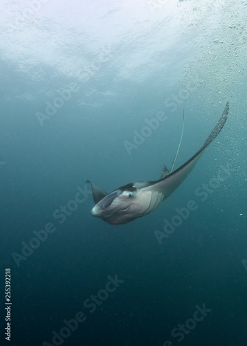 Manta Rays feed and clean in German Channel dive site of Palau s Rock Islands. The channel was originally dredged by Germans when they were colonizing the Pacific Island Nation.