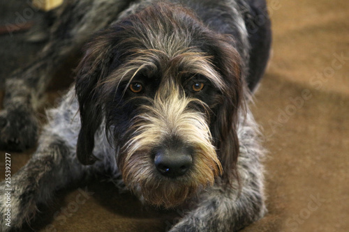 Photos Stichelhaarhund