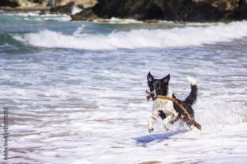 Perro jugando en la playa con tronco en el ocico photo