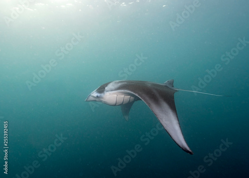 Manta Rays feed and clean in German Channel dive site of Palau s Rock Islands. The channel was originally dredged by Germans when they were colonizing the Pacific Island Nation.