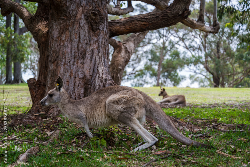 Kangaroos, Nelson Bay, NSW, Australia