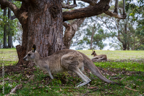 Kangaroos  Nelson Bay  NSW  Australia