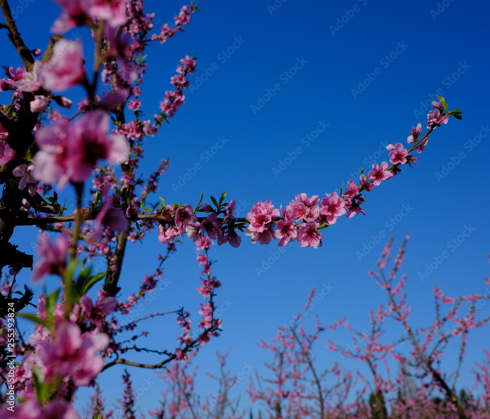 Apple orchard blossoms in spring in the Pyrenees-Orientales, France Apple orchard blossoms in spring in the Pyrenees-Orientales, France