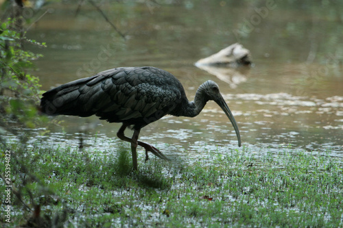 Giant Ibis