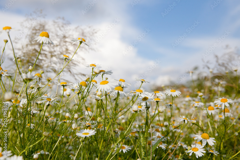Chamomile flowers in the meadow in the summer.
