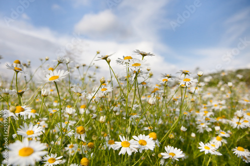 Chamomile flowers in the meadow in the summer. © Tatiana Nurieva