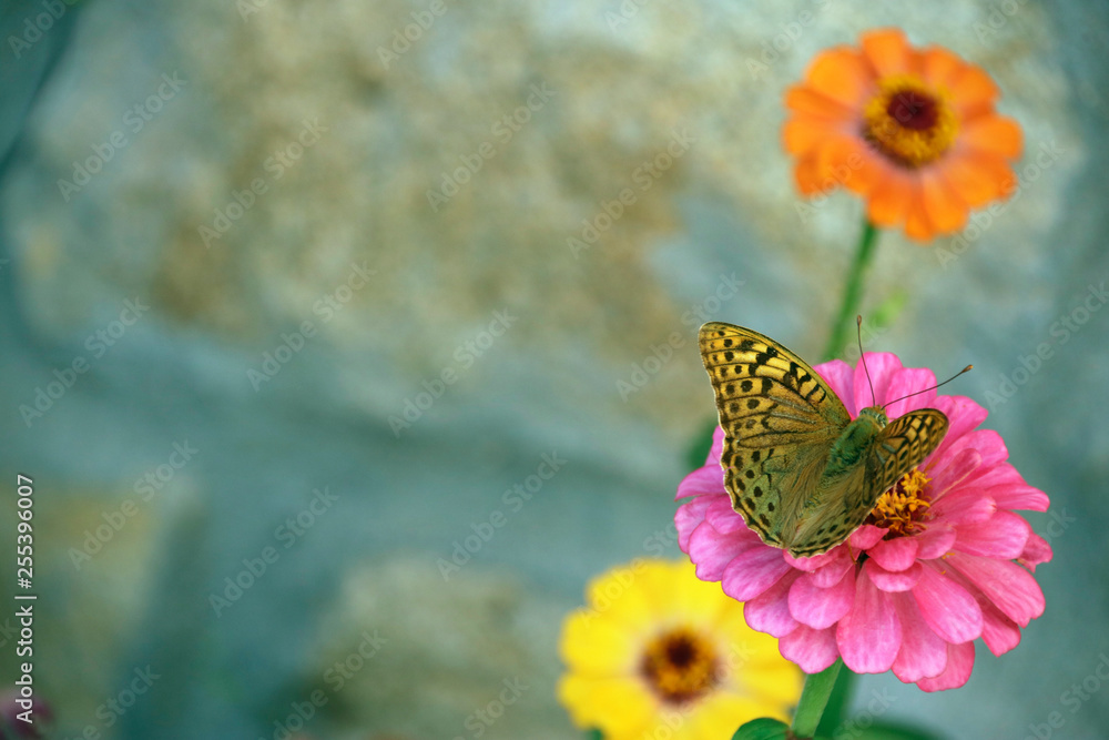 Obraz premium Mariposa posada en flor