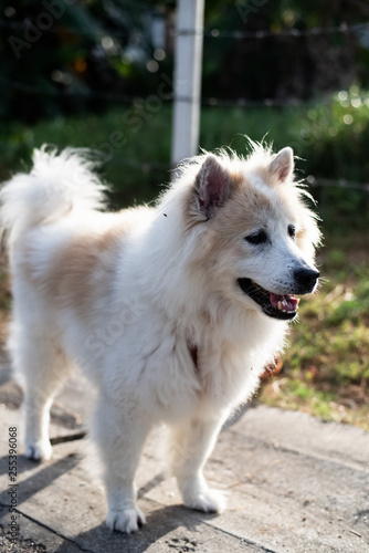 The dog standing outside,big face,long hair,looking straight,in a park,blurry light around