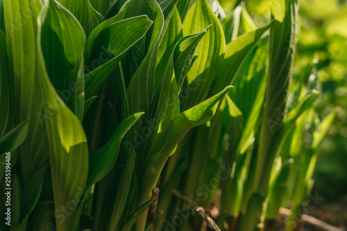 an armful of lily of the valley bush without flowers  illuminated by the bright sun of Spring Day