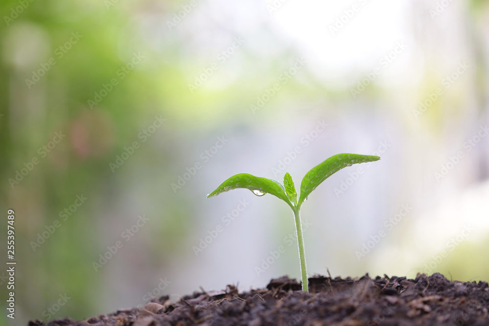 small tree sapling plant planting with dew small tree sapling plant planting with dew