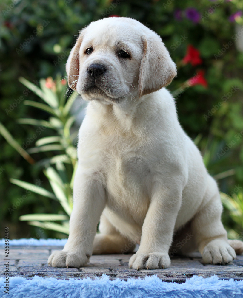 Fototapeta premium little labrador puppy on a blue background