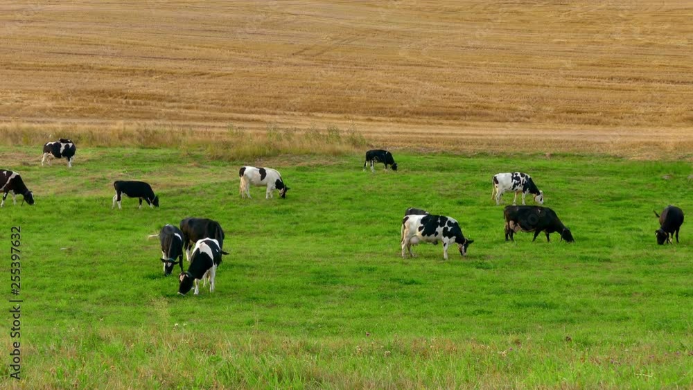 A herd of cows grazing in a field in late summer. Green grass and yellow harvested rye field. A herd of cows grazing in a field in late summer. Green grass and yellow harvested rye field.