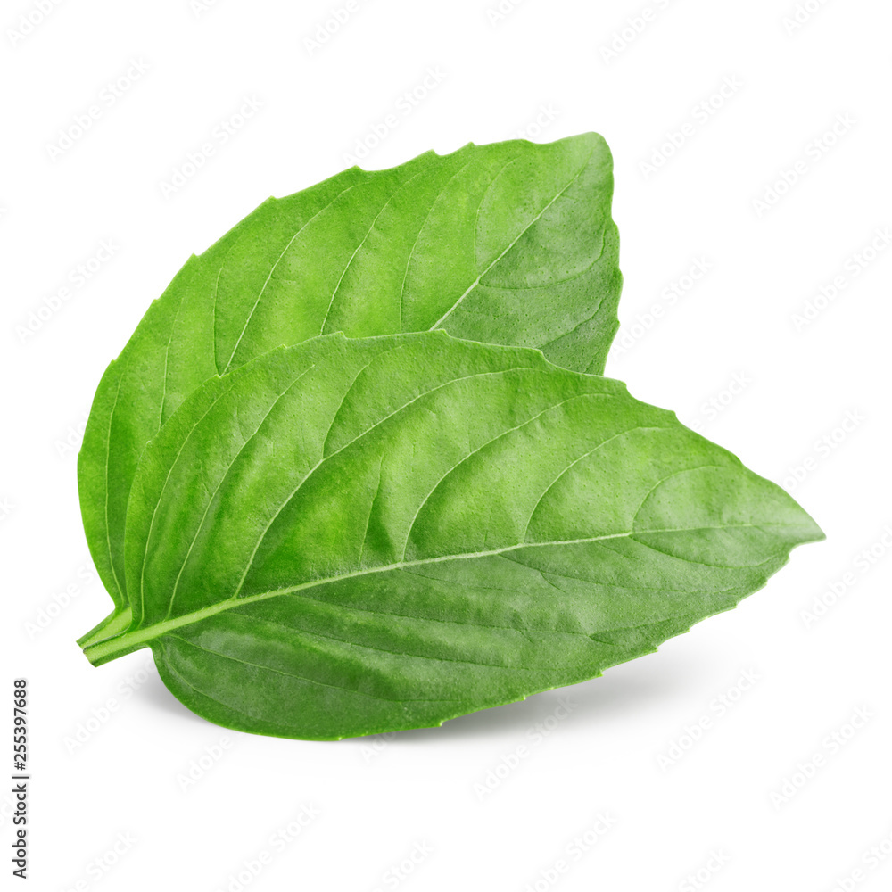 Obraz premium Two leaf of basil
