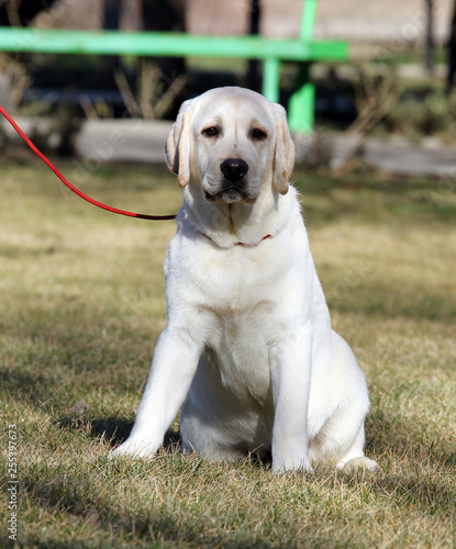 the yellow labrador in the park