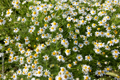 Many chamomile flowers in the meadow, top view.