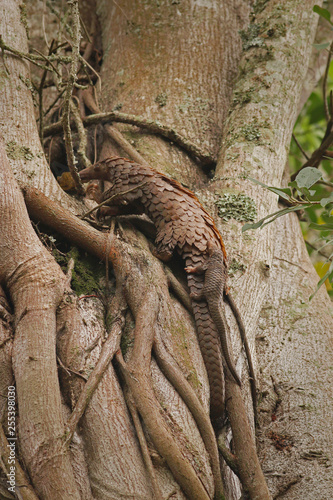 Female of the tree pangolin with a baby climbing the tree. The species is also known as the white-bellied pangolin or three-cusped pangolin. The species is endangered due to poaching. photo