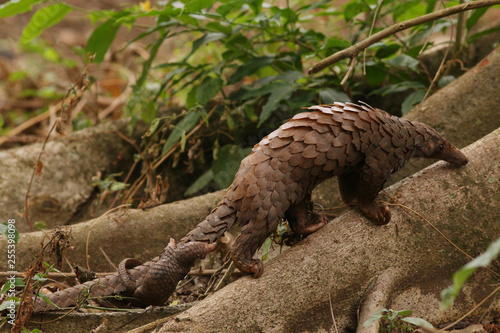 Female of the tree pangolin with a baby climbing the tree. The species is also known as the white-bellied pangolin or three-cusped pangolin. The species is endangered due to poaching.