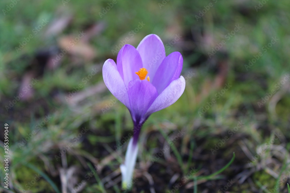 Crocuses in flower on a sunny spring day Crocuses in flower on a sunny spring day