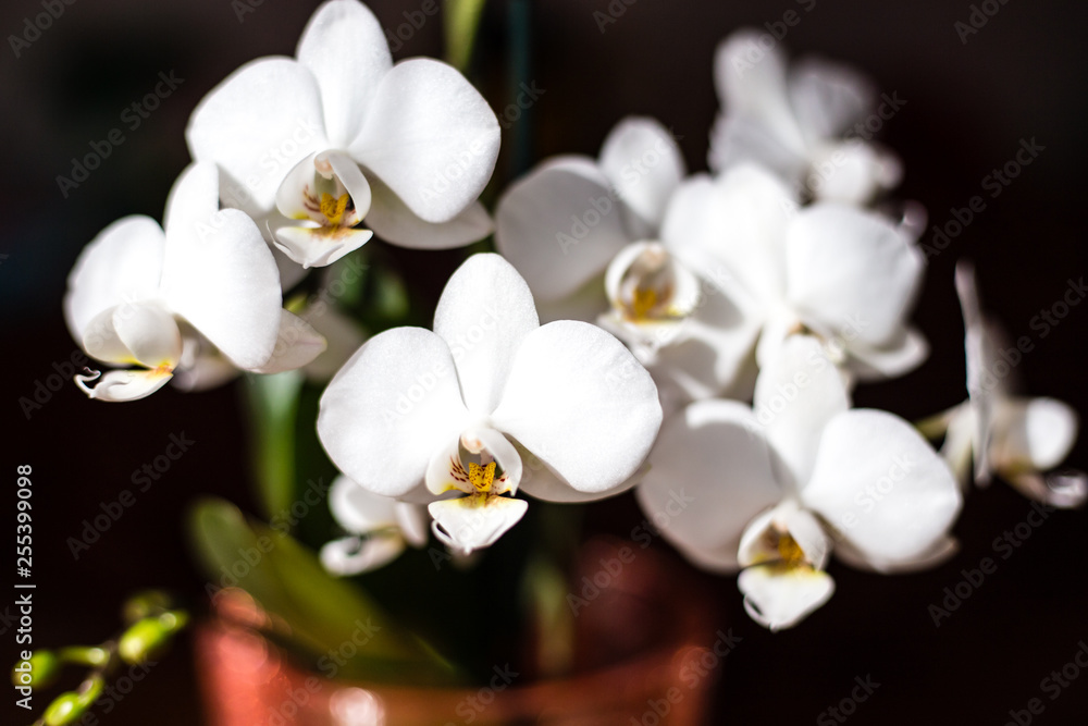 Fototapeta premium White orchid isolated on black background, Phalaenopsis flower