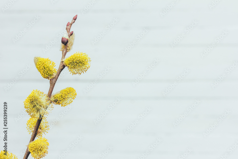 Fototapeta premium blooming willow tree on light grey background with copy space, spring Easter concept