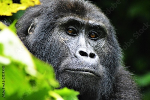Mountain gorilla, Uganda © Anna