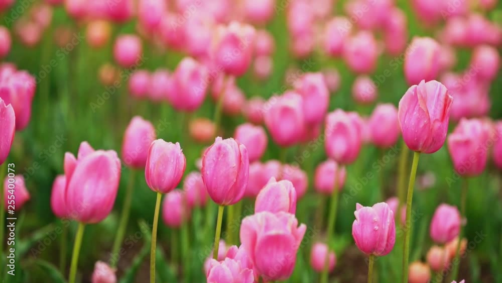 Pink tulips in the flower garden, Panning Left, Panning. Pink tulips in the flower garden, Panning Left, Panning.