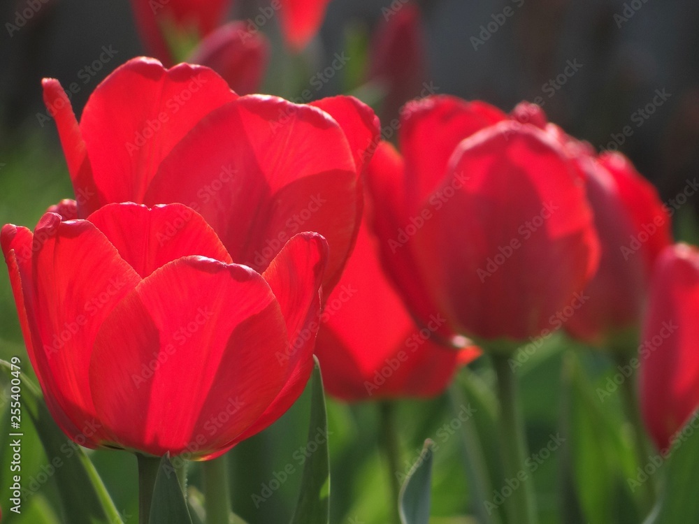 Red tulips bloom in the sun. Beautiful flowers of gardens and parks.