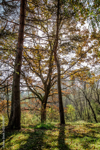 grass in the forest