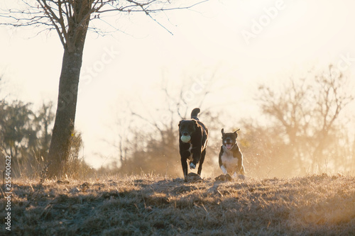 Sticker Two dogs in chase with Texas landscape in background