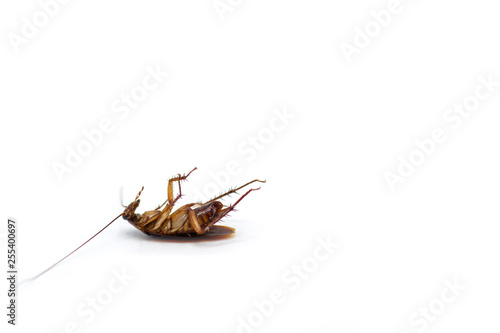 Cockroaches die from Bug Sprays isolate white background copy space