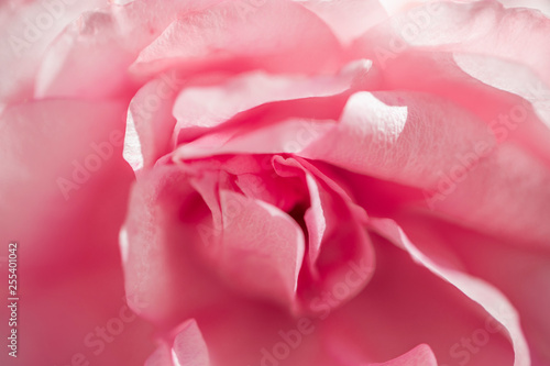 Soft floral blurred background