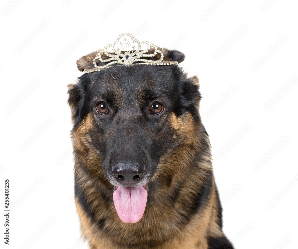 Funny German shepherd wearing a crown like a queen or a princess (isolated on white) Funny German shepherd wearing a crown like a queen or a princess (isolated on white)