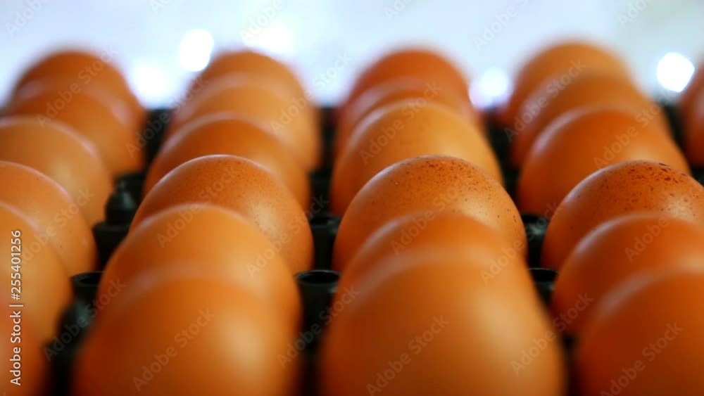 Eggs in tray , close up in studio Chiangmai Thailand Eggs in tray , close up in studio Chiangmai Thailand