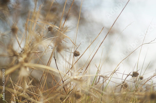 Wild flowers on the field