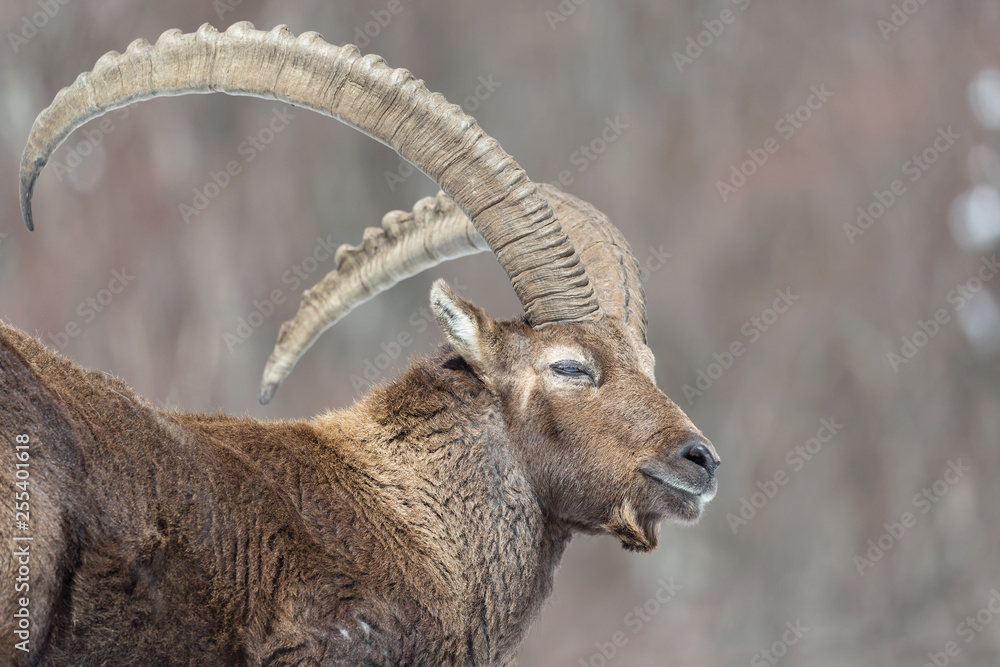 Ritratto del re delle Alpi, stambecco alpino (Capra ibex)