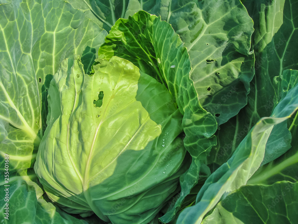 Green leaves of cabbage Green leaves of cabbage
