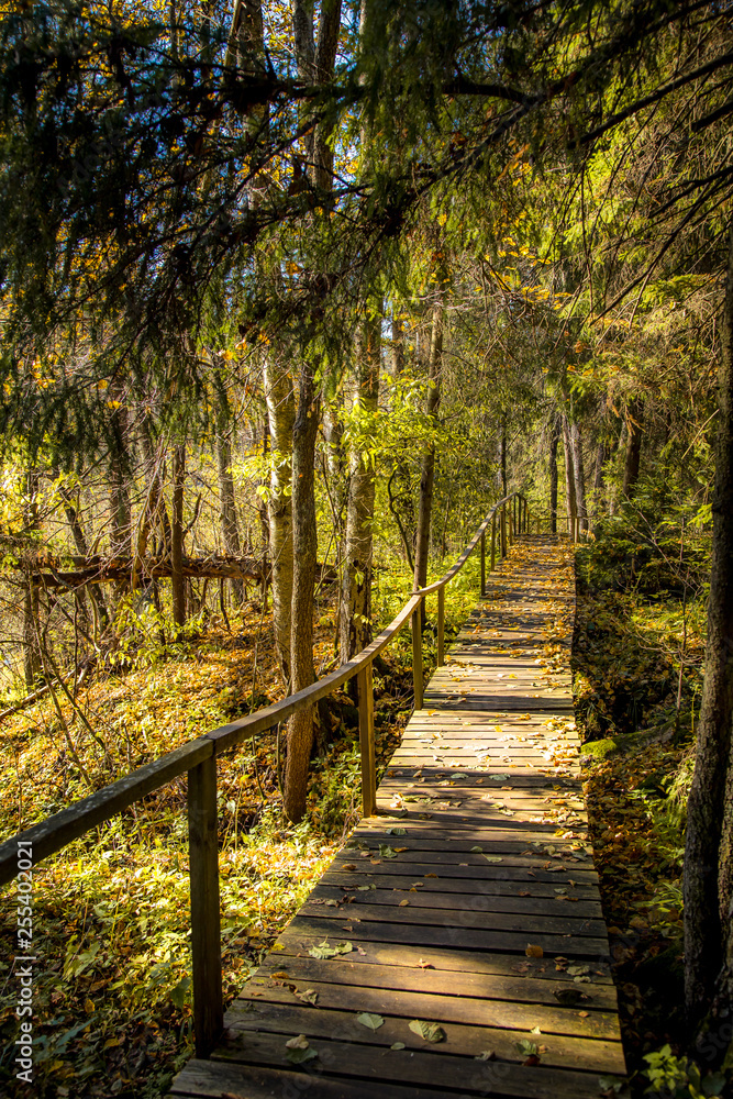 wooden path in the forest