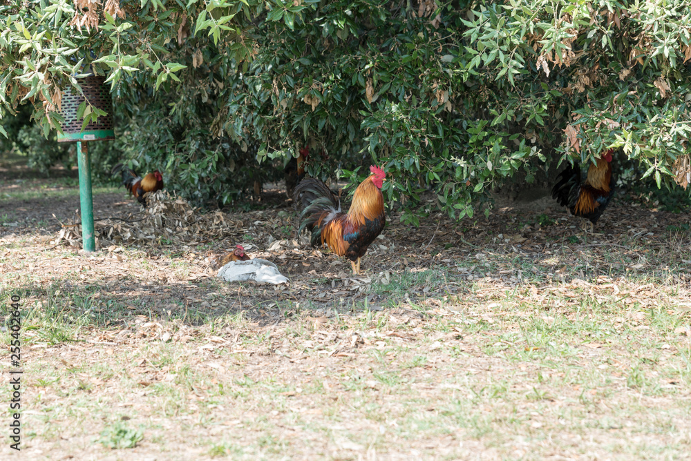 Fototapeta premium Red rooster in the meadow
